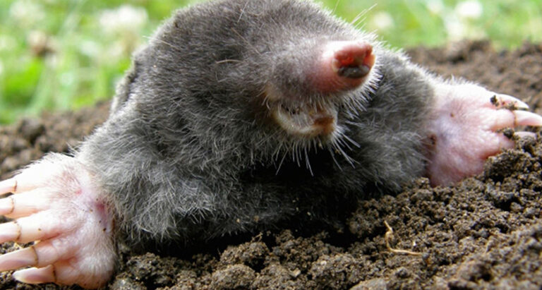Eating, boating, catching moles